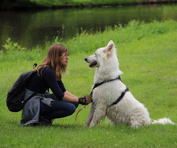 Education-canine-91-lempreinte Education-canine-91-lempreinte