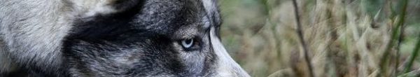 accueil-education-canine-91 éducateur canin comportementaliste dans le 91