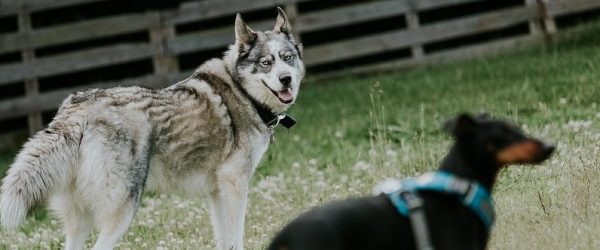 eduquer-mon-chien-Ile-de-france eduquer-mon-chien-Ile-de-france