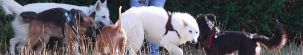 socialiser-chien-education-canine socialiser son chien avec ses congeneres