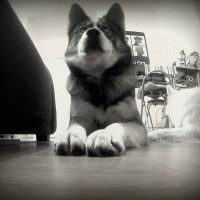 education-canine-lempreinte-dourdan education-canine-lempreinte-dourdan