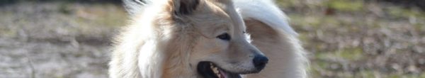 chien-91-education-canine chien-91-education-canine