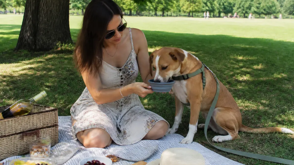 Pique-niquer avec son chien : conseils et précautions