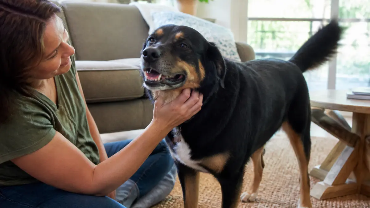 Mon chien est-il heureux ? Les signes qui ne trompent pas