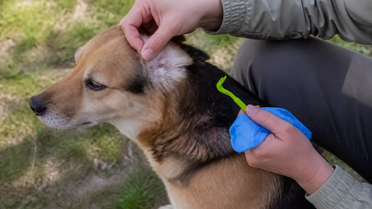 Enlever une tique sur son chien : la bonne méthode étape par étape