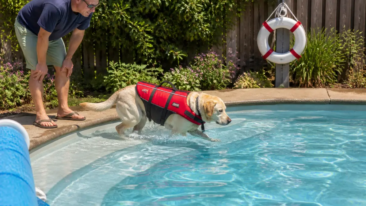 Chien et piscine : peut-il se baigner sans danger ?