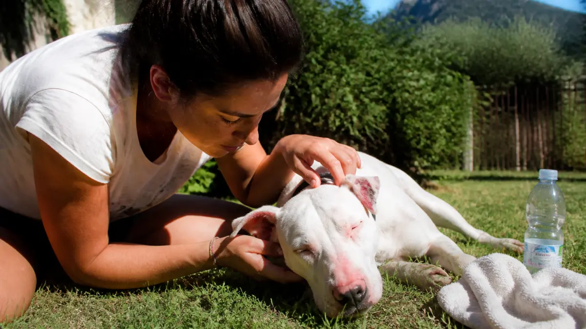 Coup de soleil chien : symptômes, que faire et traitement
