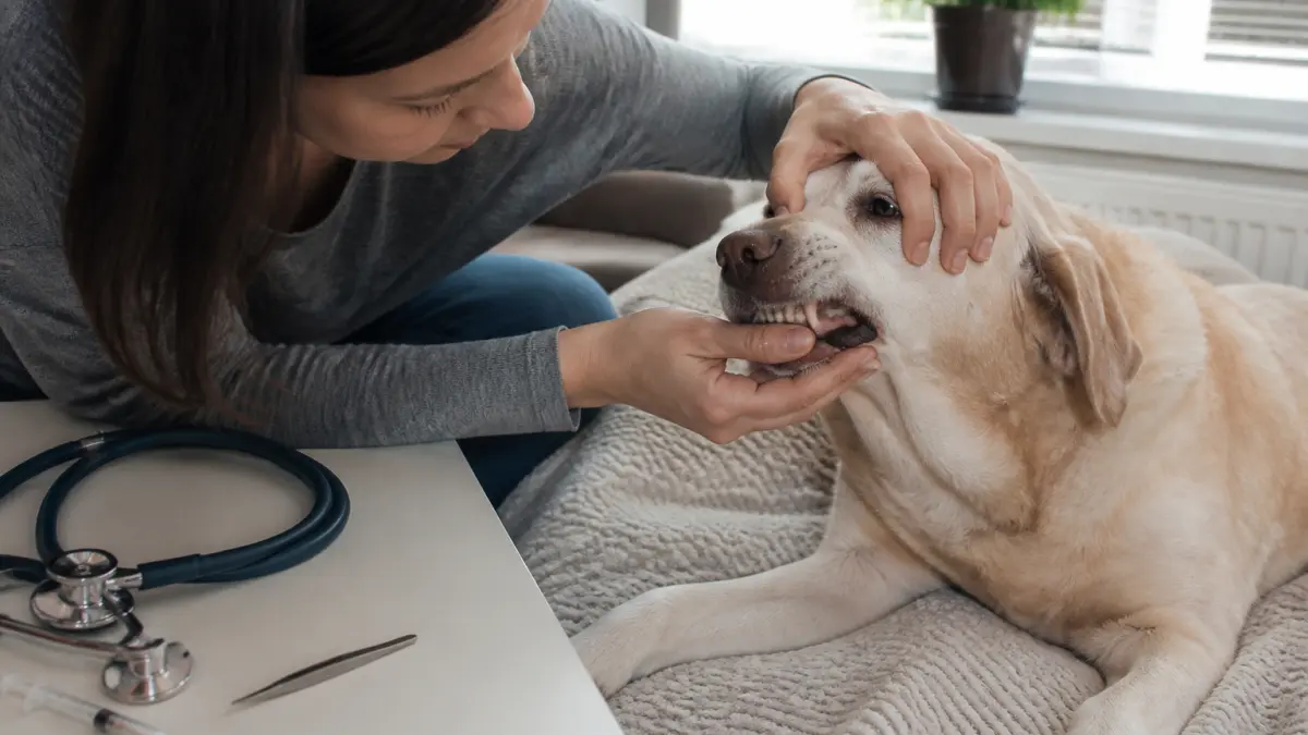 Anémie chien : causes, symptômes, traitement