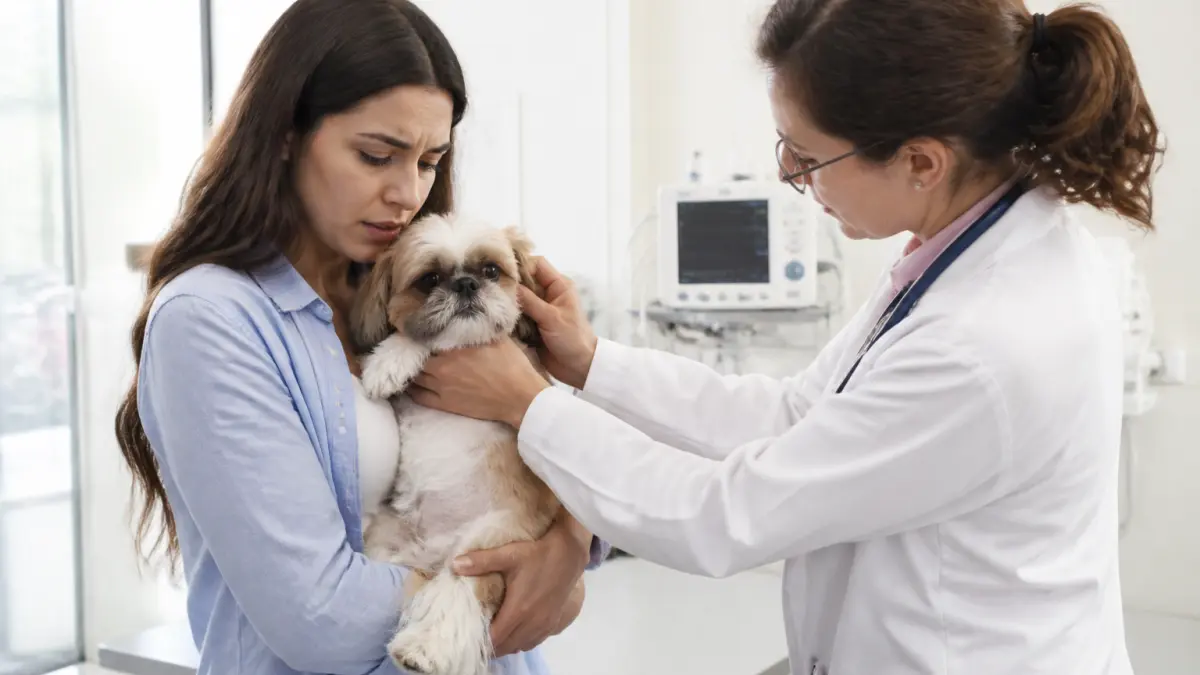 Vices rédhibitoires chien : maladies concernées et recours