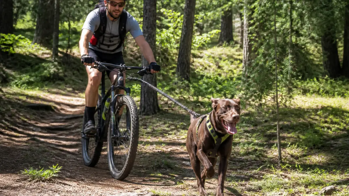 Cani VTT : équipement, sécurité et erreurs à éviter avec son chien