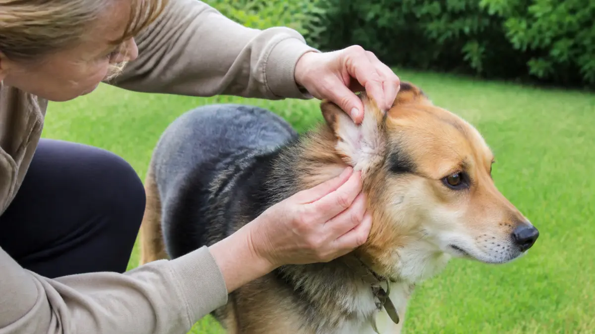 Tique chez le chien : comment la repérer, l’enlever et éviter les complications