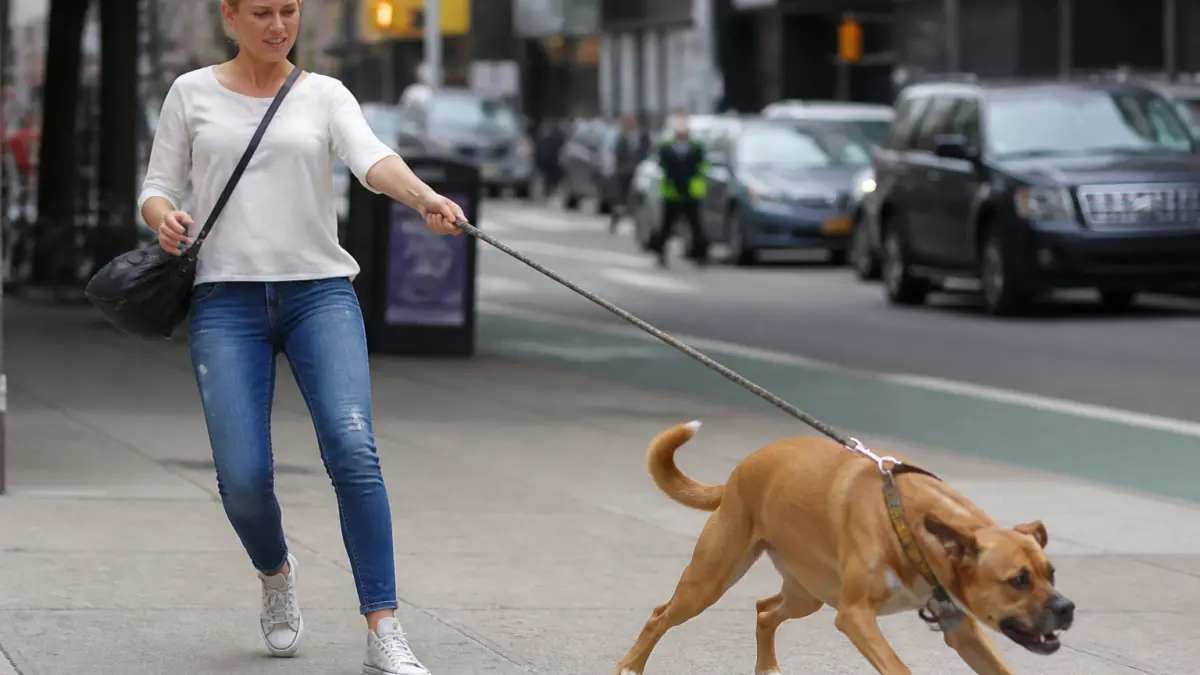 Mon chien tire en laisse : méthode progressive pour des promenades plus calmes
