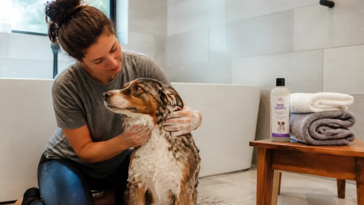 Laver un chien : fréquence, gestes simples et erreurs qui irritent la peau