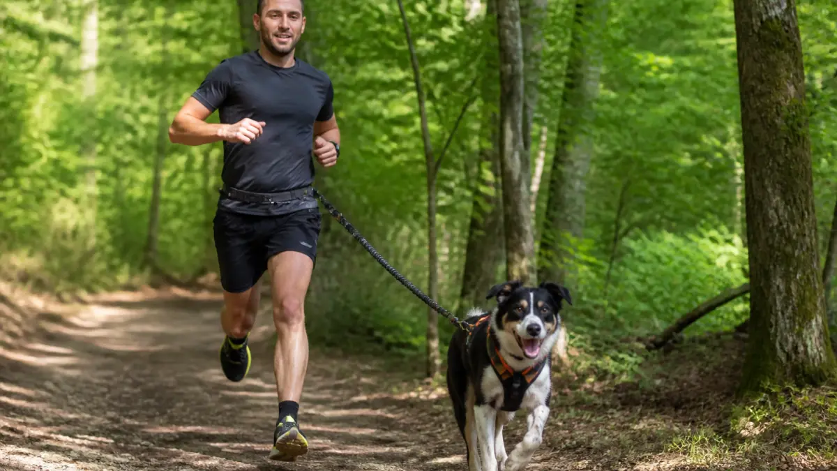 Harnais chien canicross : comment choisir sans blesser son chien ?