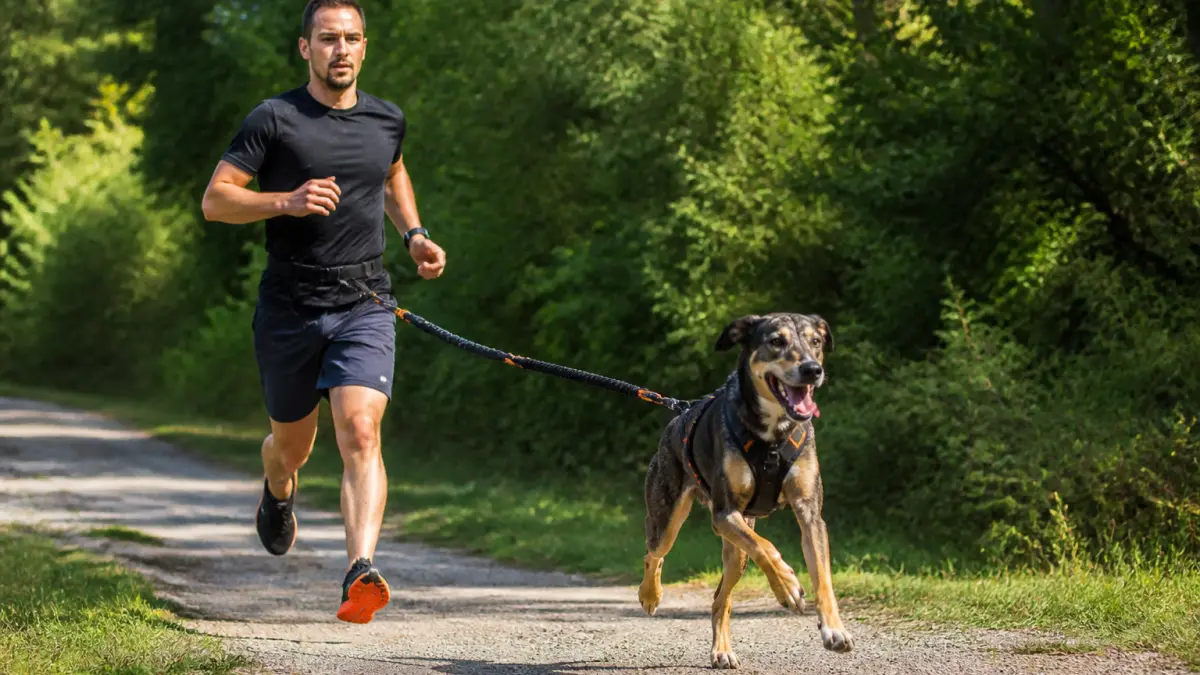 Harnais chien canicross : comment choisir sans blesser son chien ?