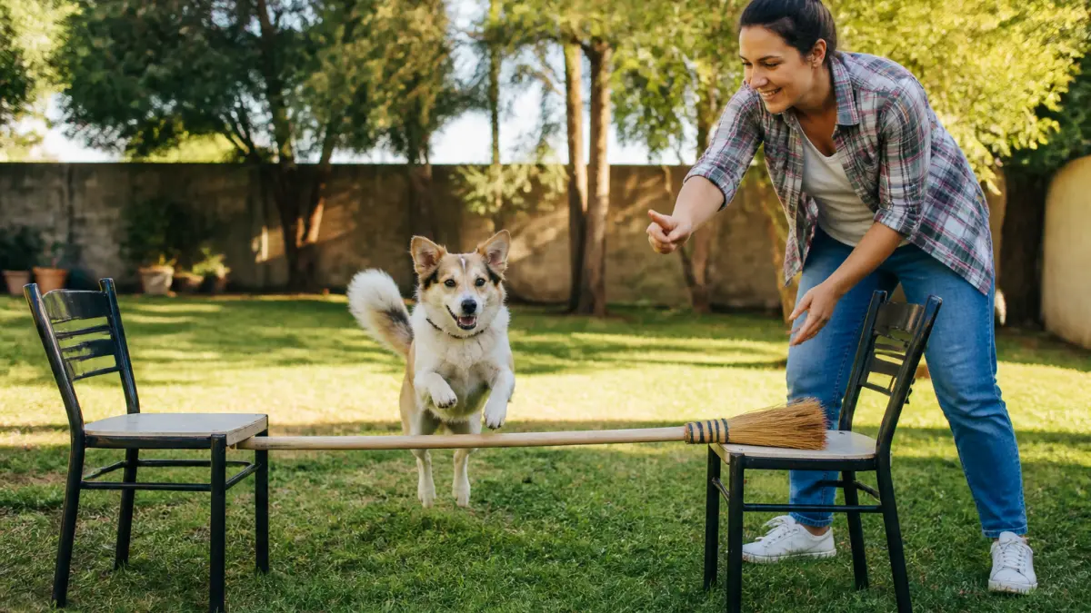 Agility chien : règles, bienfaits et conseils pour débuter sans matériel complexe