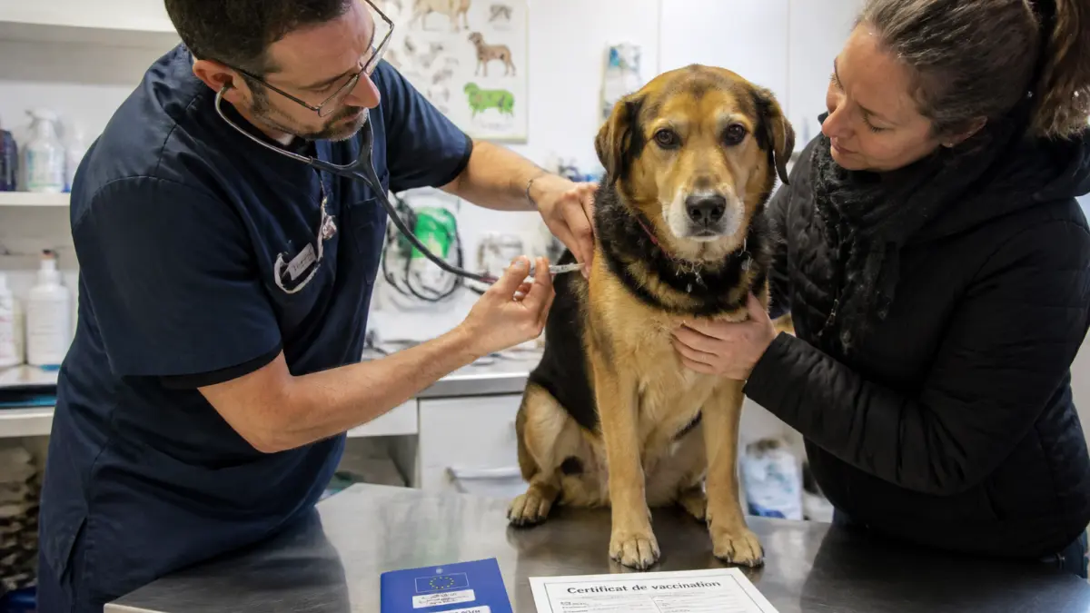 Vaccin obligatoire chien : lesquels sont vraiment nécessaires en France ?