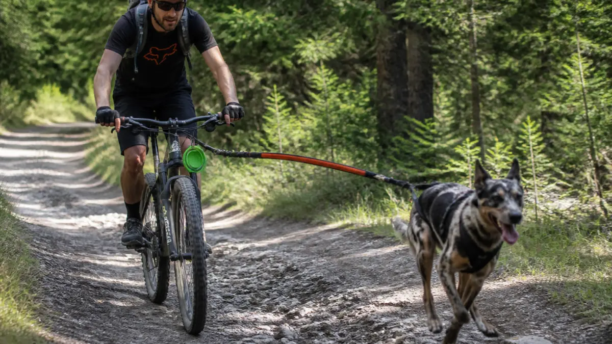 Équipement cani VTT : la checklist pour débuter en sécurité