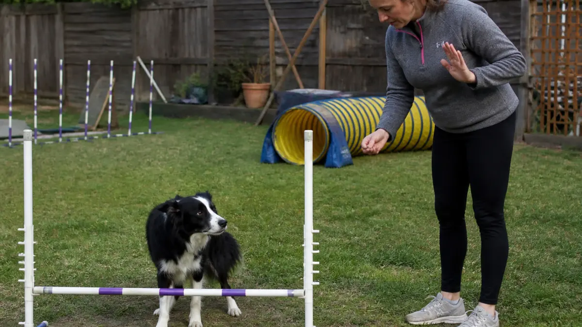 Agility pour chien : les erreurs de débutant qui freinent les progrès