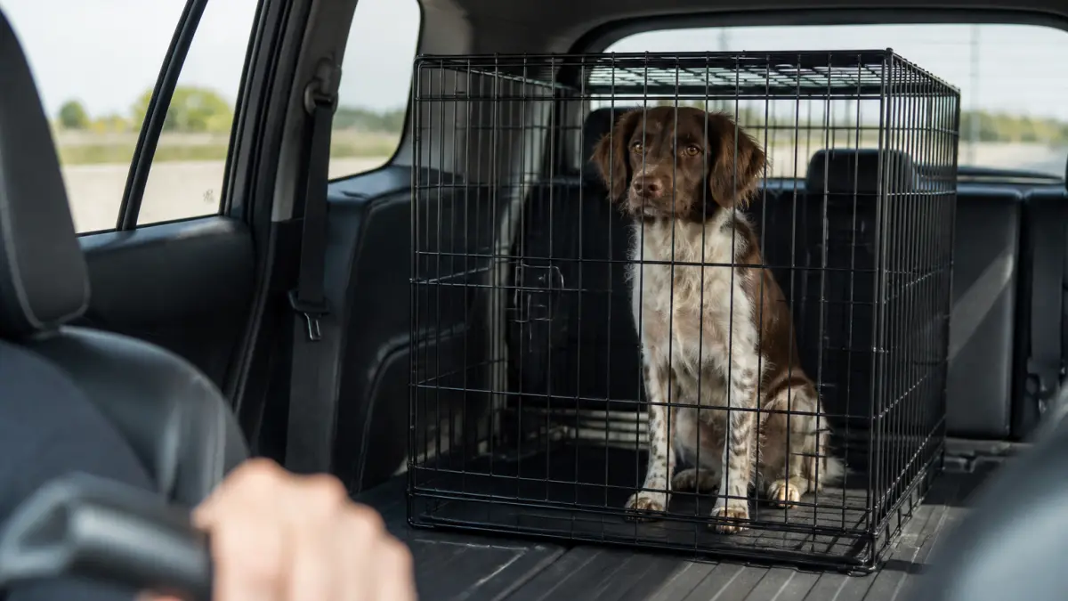 Cage pour chien en voiture : comment choisir sans se tromper ?