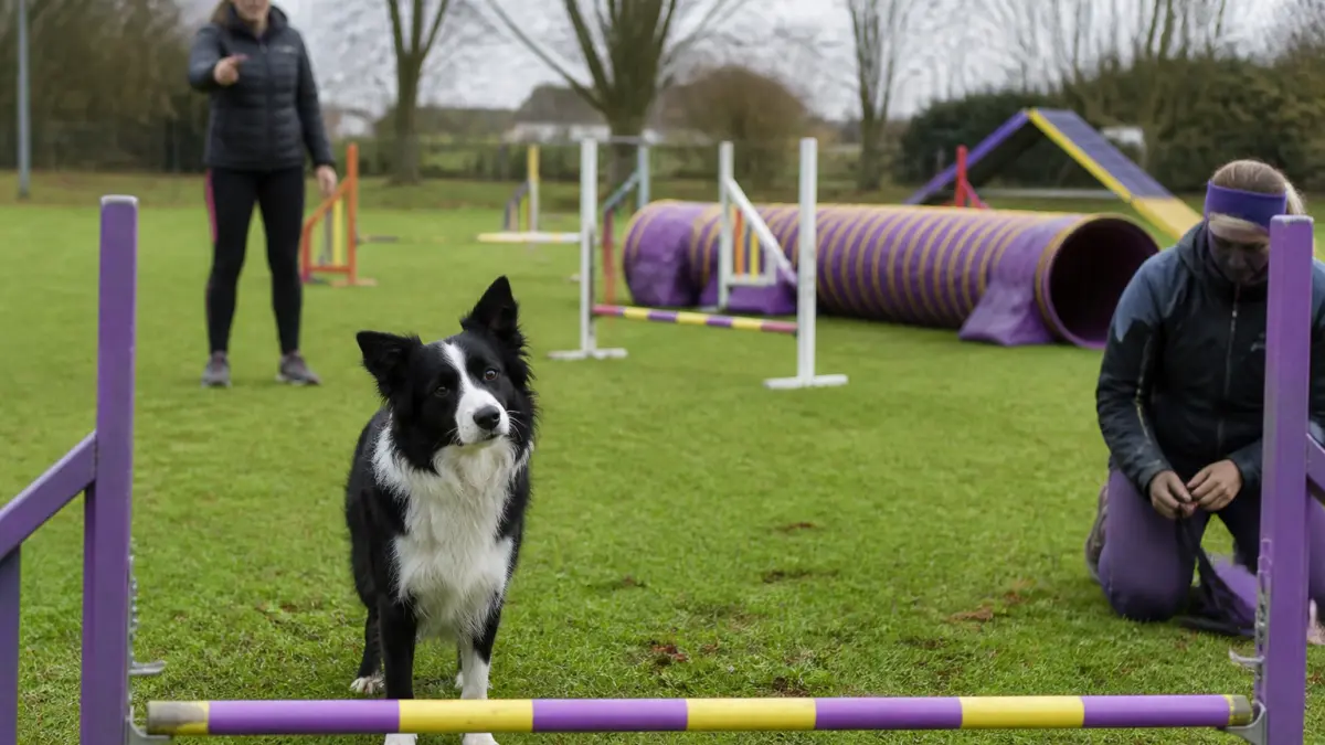Agility pour chien : les erreurs de débutant qui freinent les progrès