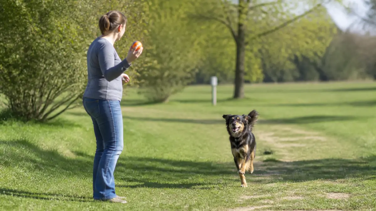 Apprendre le rappel à son chien : exercices simples à refaire chaque jour