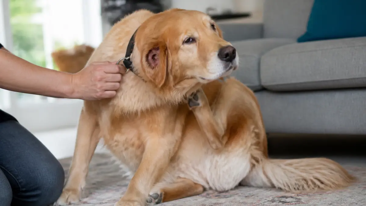Mon chien se gratte les oreilles : causes fréquentes et bons réflexes
