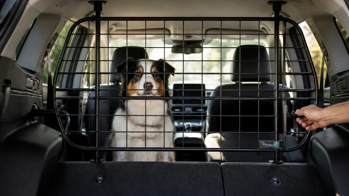 Barrière pour chien en voiture : coffre, banquette, SUV, que choisir ?