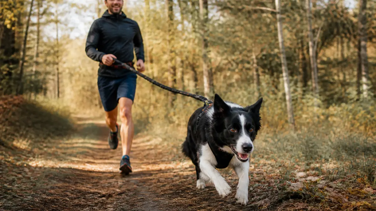 Sports canins : comment choisir une activité selon le tempérament du chien ?