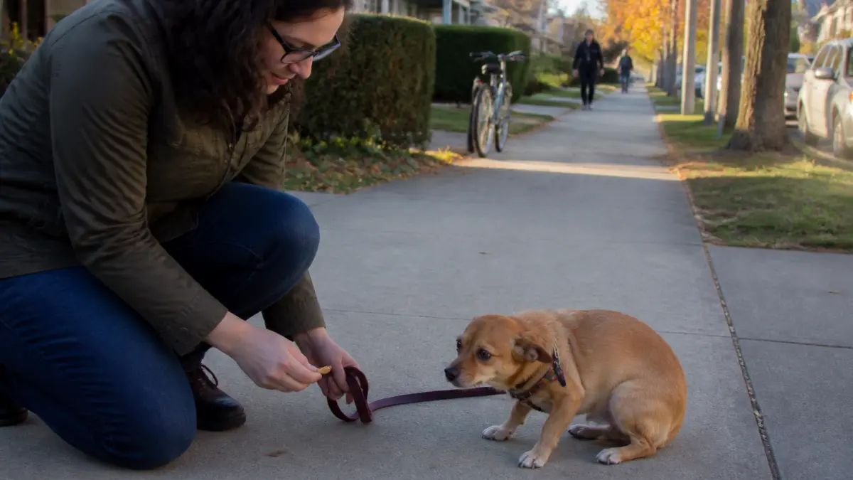 Chien peureux en promenade : exercices doux pour reprendre confiance