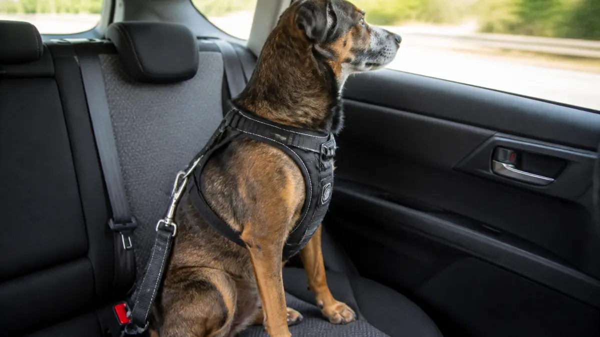 Siège auto pour chien : utile, obligatoire ou simple accessoire ?