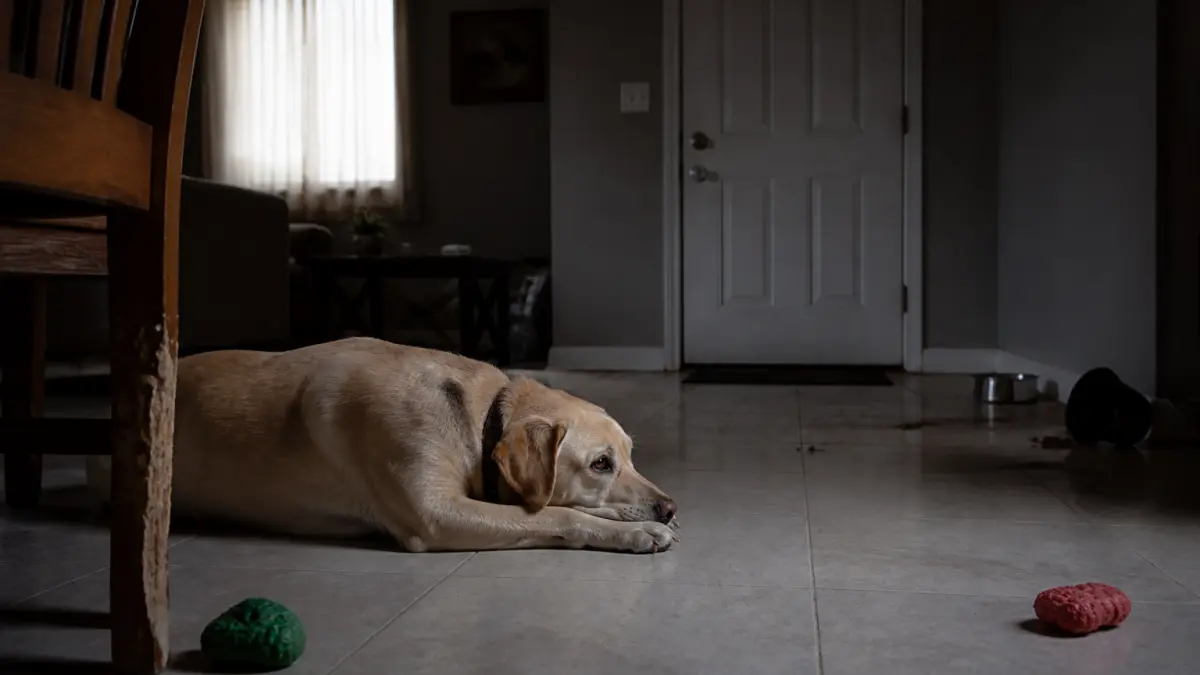 Chien seul 12h par jour : risques, alternatives et solutions réalistes