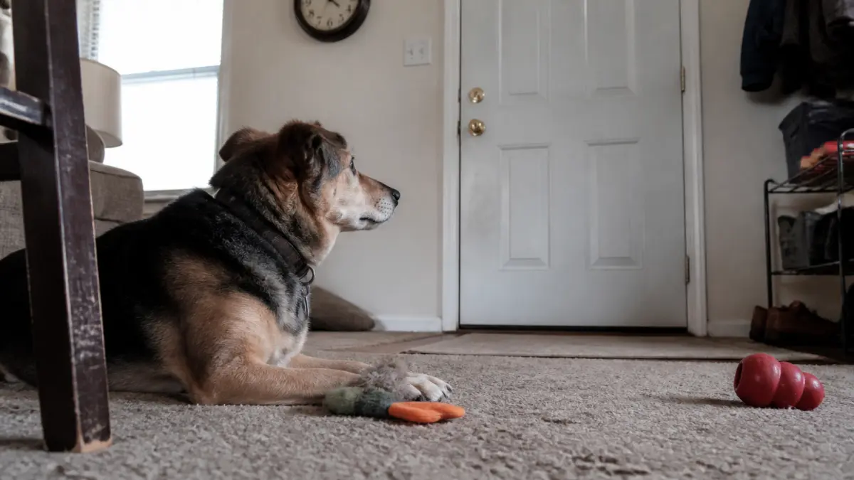 Chien seul 12h par jour : risques, alternatives et solutions réalistes