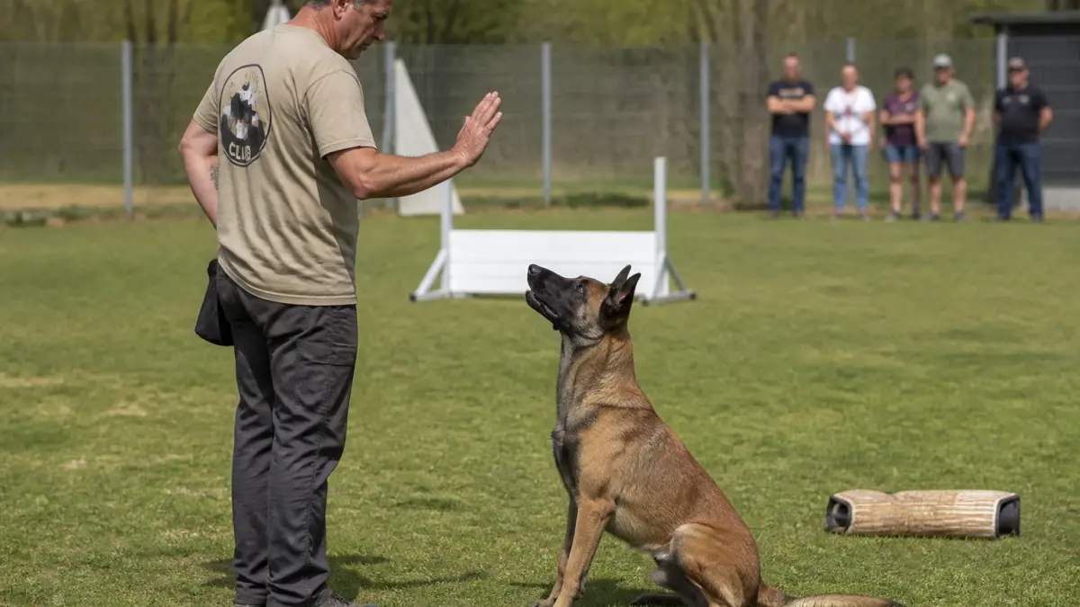 Sport canin ring : principe, niveaux et profils de chiens adaptés