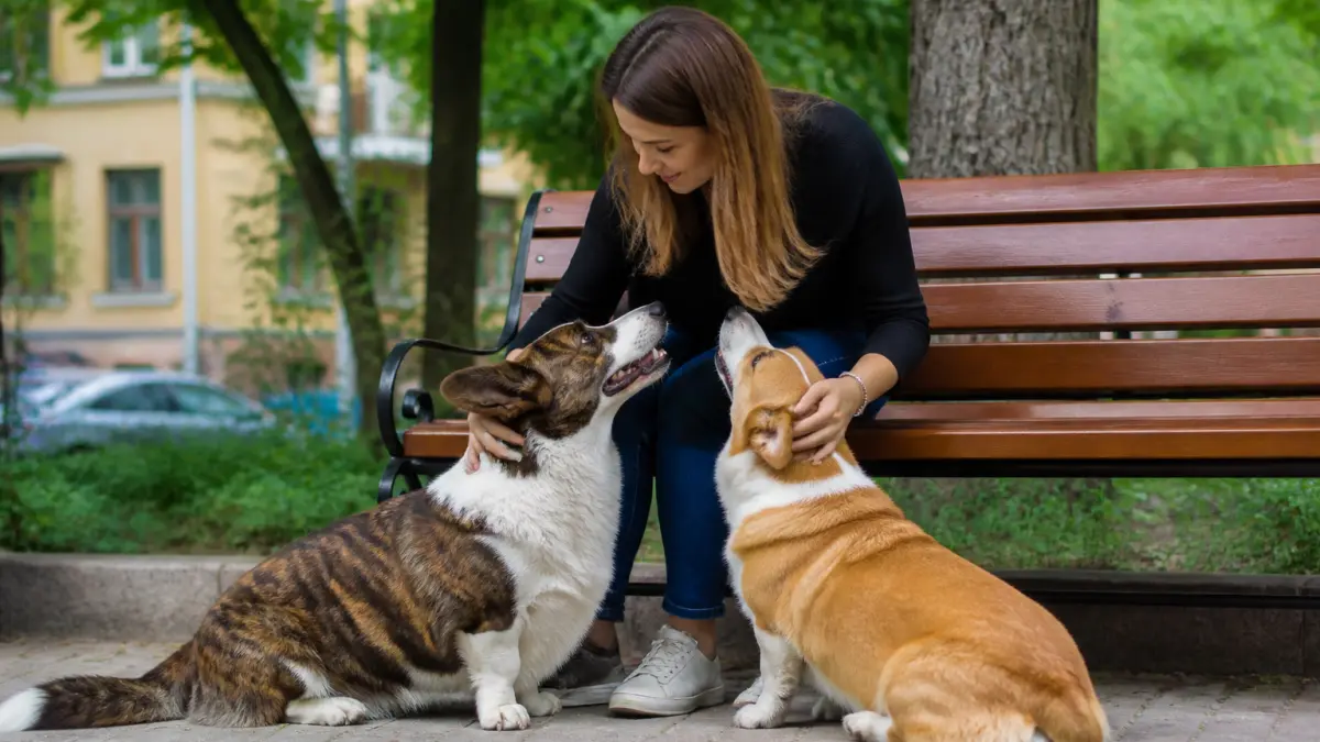 Welsh Corgi Cardigan ou Pembroke : quelles différences ?