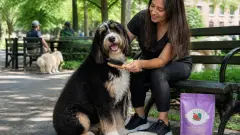 Bernedoodle : caractère, santé, alimentation et entretien