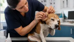 Otite externe chien : causes, symptômes, traitement