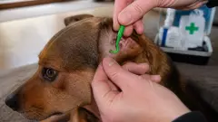 Enlever une tique sur son chien : la bonne méthode étape par étape