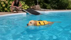 Chien et piscine : peut-il se baigner sans danger ?