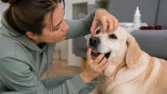 Ictère chien : causes, symptômes, traitement