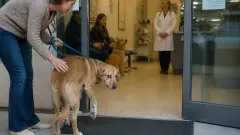 Chien qui a peur du vétérinaire : que faire ?