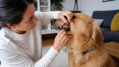 Maladie de von Willebrand chien : symptômes et surveillance