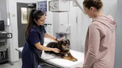 Radiographie chien : déroulement, prix et remboursement