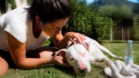 Coup de soleil chien : symptômes, que faire et traitement