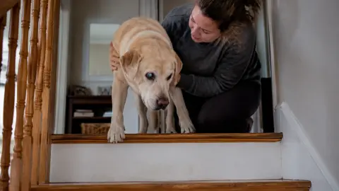 Cataracte chien : causes, symptômes, traitement
