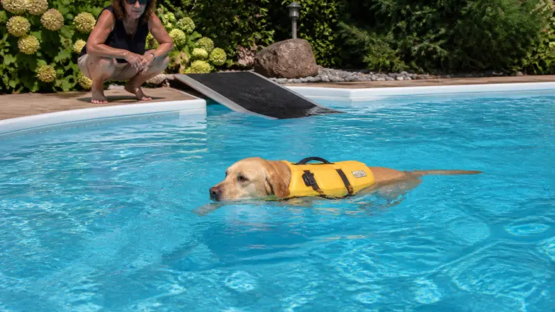 Chien et piscine : peut-il se baigner sans danger ?