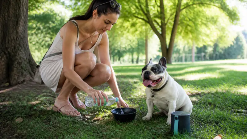 Protéger son chien des fortes chaleurs : gestes à adopter