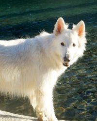 Chien-chien-91-education Chien-chien-91-education
