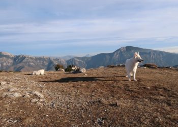 educateur-canin-chien-91 educateur-canin-chien-91